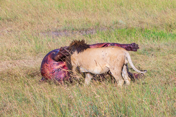 Hungry Male lion eating on his prey