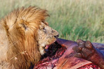 African lion eating meat from a carcass