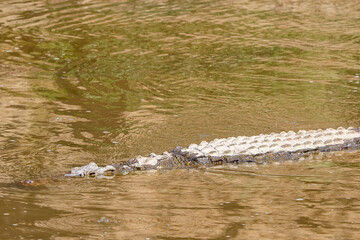 Crocodile swimming in the water