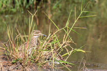 Water thick-knee bird by the river in africa