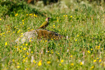European green woodpecker sitting on a stone in a meadow