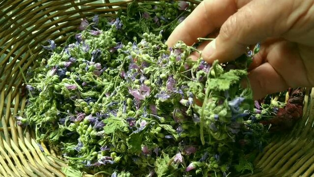 Drying medicinal plants.  Common mallow, Malva sylvestris.
