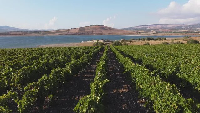 Aerial drone. Rows of Vineyards at Fortino di Mazzallakkar, Arab fort in Sambuca di Sicilia, Sicily, on Lago Arancio. This area is well known for the production of grapes and white and red wine.