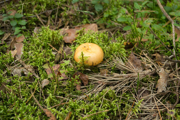Red Russula  Mushroom