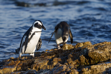 Fototapeta premium African penguin, Cape penguin or South African penuguin (Spheniscus demersus) at Stony Point on the Whale Coast, Betty's Bay (Bettys Bay), Overberg, Western Cape, South Africa