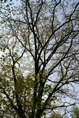Picturesque branches of oak tree with young small leaves in spring.