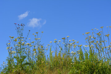 Wild herbs with umbrella flowers on the background of sky. Flowering meadow in summer day.