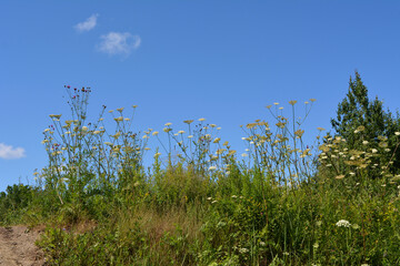 Meadow in sunny summer day. Wild herbs with umbrella flowers on the background of sky.