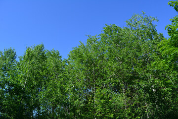 Edge of forest with trees with green foliage on the background of blue sky. Spring day.