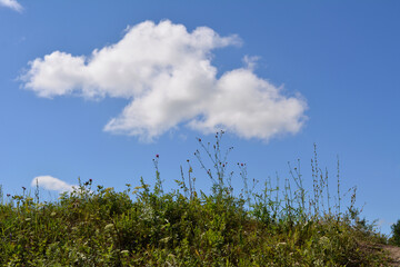 Obraz premium Beautiful summer landscape with meadow with wild herbs and clouds in the sky.