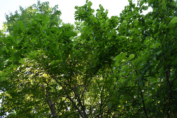 Bright green foliage of trees and bushes in summer forest.