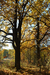 Oak trees with golden leaves in fall season. Autumn forest landscape.