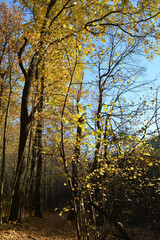 Fototapeta premium Beautiful trees with golden leaves in sunny day. Scene in autumn forest. Vertical photo.