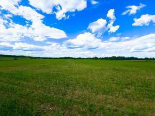 Fototapeta na wymiar Panoramic view at beautiful summer day in a corn field. Young green corn, blue cloudy sky and rural landscape. Plenty space for text.
