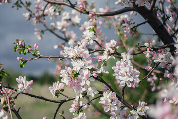 Fototapeta na wymiar Beautiful spring cherry.in pastel pink and white tones.Sakura. Small depth of field.Close-up of flowering branches of pink cherry, Japanese cherry tree in spring. Spring landscape of Japan.