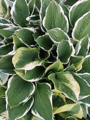 close up of a host funkia
