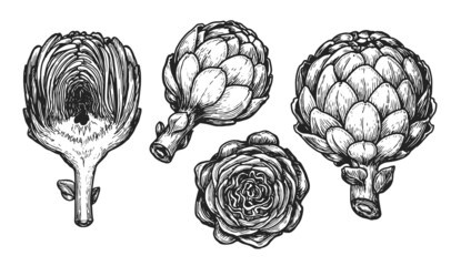 Artichoke sketch. Vegetables set hand drawn in vintage engraving style. Vector illustration