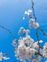 青空と桜