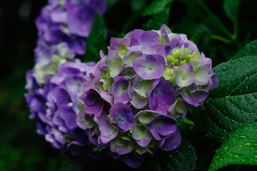 紫の紫陽花が雨に濡れている