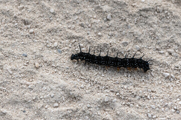 Chenille Paon du jour