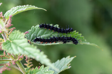 Chenille Paon du jour sur Ortie dioïque