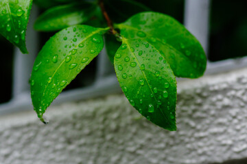 雨が降り葉っぱに水玉がつく