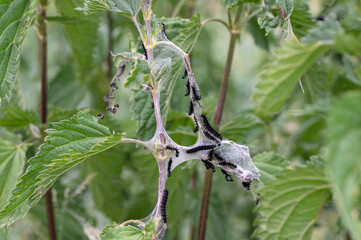 Chenille Paon du jour sur Ortie dioïque
