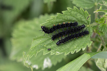 Chenille Paon du jour sur Ortie dioïque
