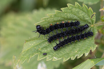Chenille Paon du jour sur Ortie dioïque