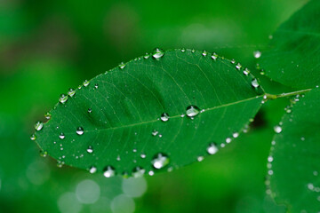 萩の葉っぱについた水玉