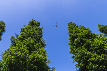 メタセコイヤと夏の青空のなかに飛ぶ飛行機