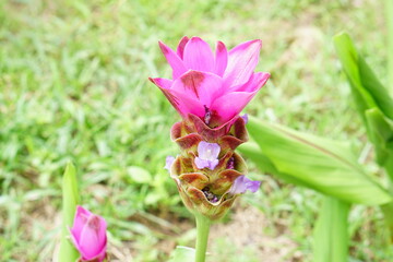 purple daffodils in the blooming garden