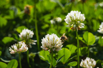 シロツメクサの蜜を吸うミツバチ