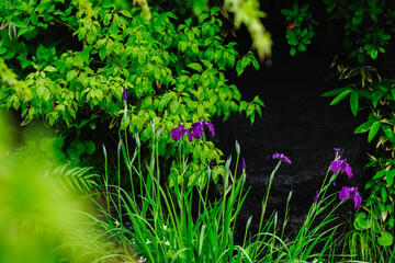 紫の花菖蒲と鮮やかな緑
