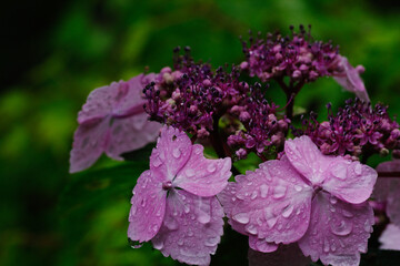少し紫の入ったピンクのガクアジサイ
