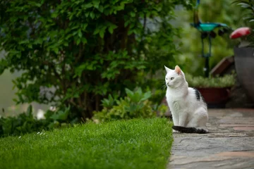 Tuinposter Old domestic cat on a terrace © DoraZett