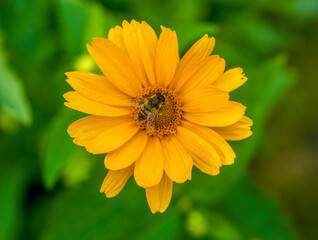 a bee on a flower.a forest bee sits on a yellow flower against the background of green leaves