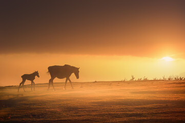 Fototapeta na wymiar horses silhouette at sunset