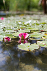 Nymphaea tetragona. Water lily. Exotic plants