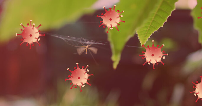 Stop symbol over covid-19 cells icons floating against mosquito in a spider web on tree leaves - Powered by Adobe