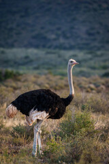 Ostrich (struthio camelus) male in typical habitat. Karoo National Park, Beaufort West, Western Cape, South Africa