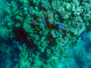 Fototapeta na wymiar View of a coral reef through clear turquoise water in the Red Sea. Natural exotic turquoise aqua background with copy space