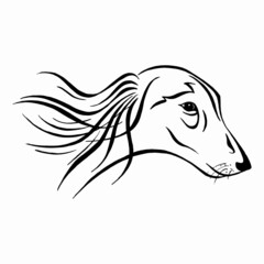 Afghan hound  head. Dog breed collection. Black and white graphic drawing of a dog. Linear drawing.