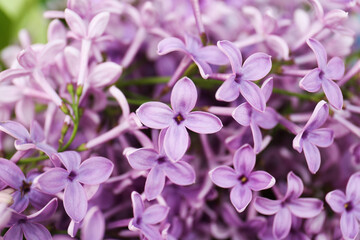 Beautiful lilac flowers as background, closeup view