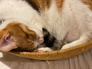 2 years old Ms. Macaron curled up in the woven basket, her tails, toes and adorable face.  June 2022 Tokyo Japan
