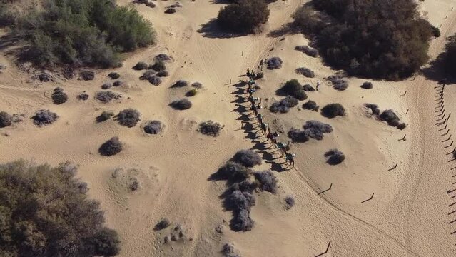 Aerial drone footage of a line of camels during a safari tour on sand desert dunes in Maspalomas, Gran Canaria, Canary Islands, Spain.	