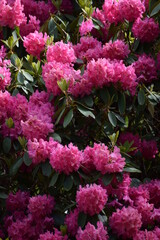 Obraz premium Irland_Rhododendren