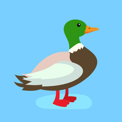 The duck stands on its paws and looks ahead