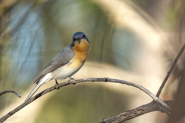 Leaden Flycatcher in Queensland Australia