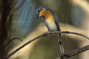 Leaden Flycatcher in Queensland Australia